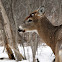 White-tailed Deer