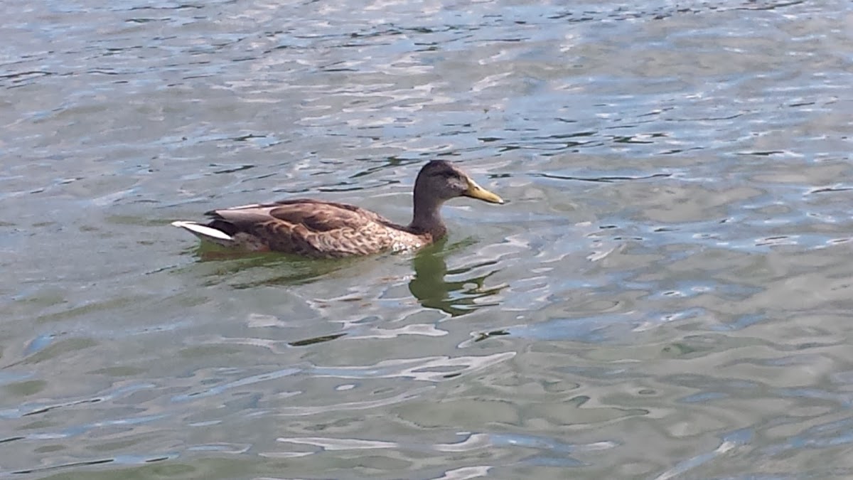 mallard Duck