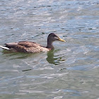 mallard Duck