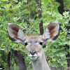 Kudu(greater)