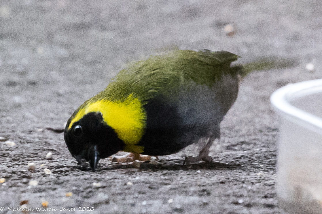 Cuban Grassquit