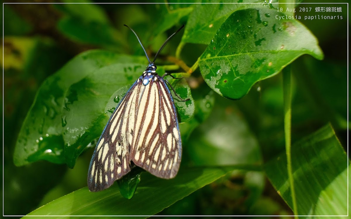 Cyclosia papilionaris 蝶形錦斑蛾