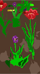 Tulips cont...