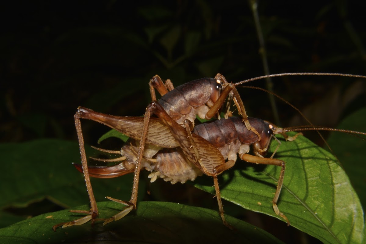 Katydid