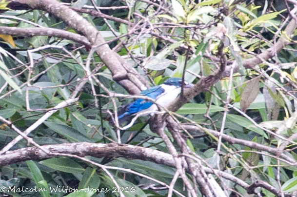 Collared Kingfisher