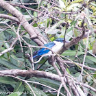 Collared Kingfisher