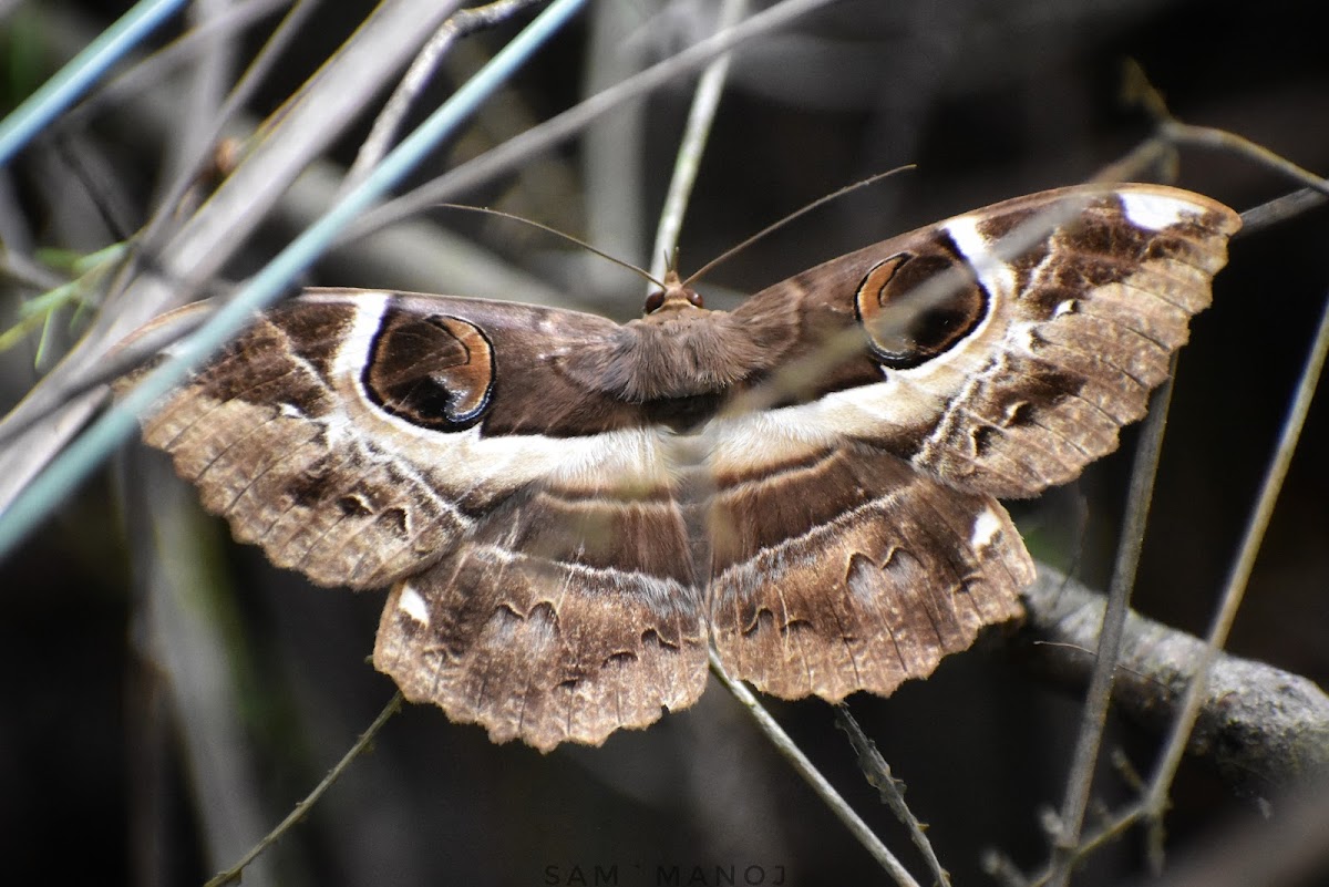 Owl Moth / Owlet Moth