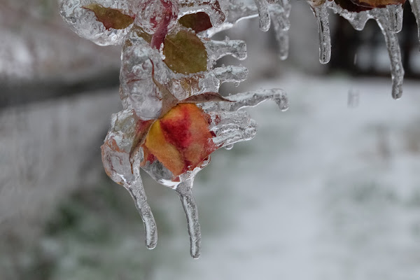 Frozen di Merlograziano