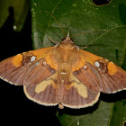 Erebid Moth