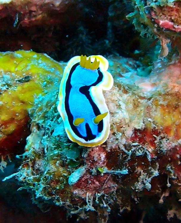 Anna's Chromodoris