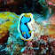 Anna's Chromodoris