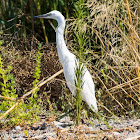 Little Egret; Garzetta Común