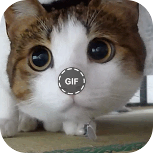 Download Cat Gifs For PC Windows and Mac
