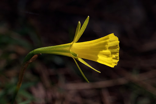 Narcissus bulbocodium