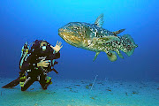 Laurent Ballesta meets a coelacanth in South African waters. 