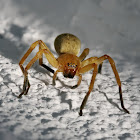 Huntsman spider