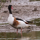 Shelduck