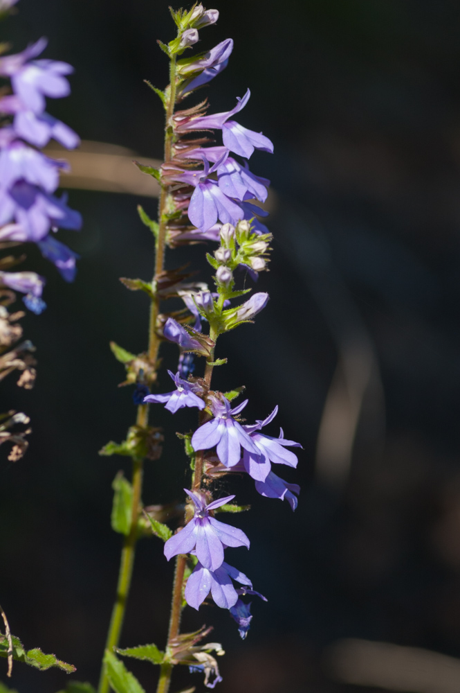 Downy Lobelia