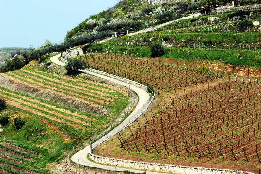 colline di bluerose68