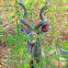 Kudu