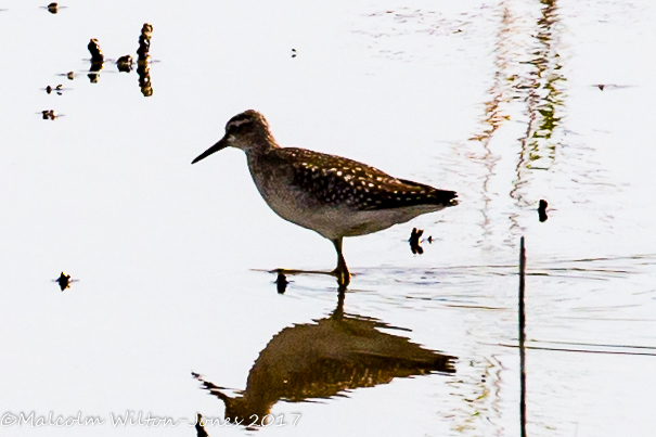 Wood Sandpiper; Andarríos Bastardo