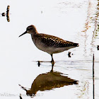 Wood Sandpiper; Andarríos Bastardo