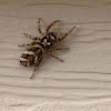 Zebra Spider