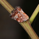 Ricaniid Planthopper