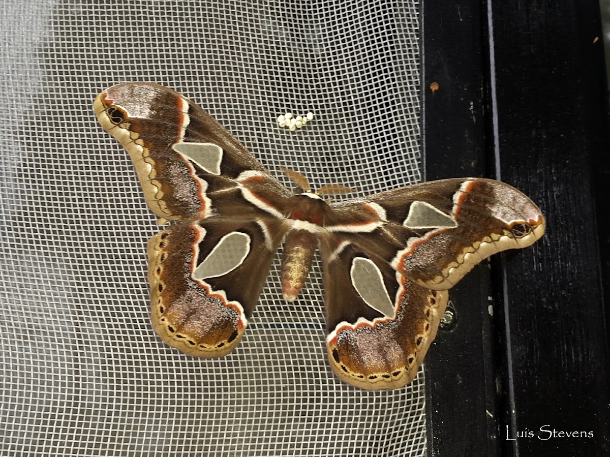 Orizaba Silkmoth