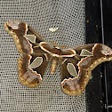 Orizaba Silkmoth