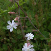 Bladder Campion