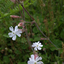 Bladder Campion