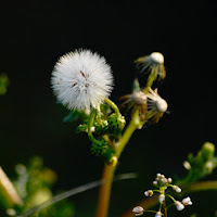 una sfera  di 