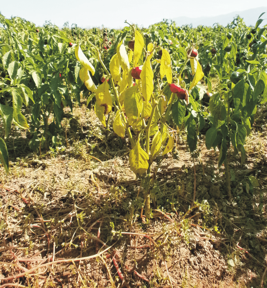 B) Symptoms of stolbur disease on the whole Capsicum annuum var. cerasiforme plant 