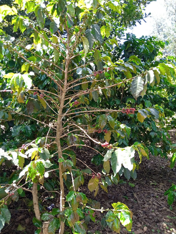 Coffee tree in one of the cofffee farms in Gichugu,Kirinyaga county