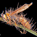 Cordyceps fungus