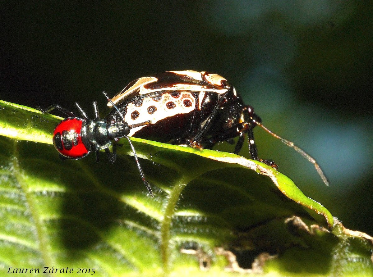 Pentatomid Bug with feeding Baby