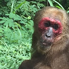 Stump-tailed macaque