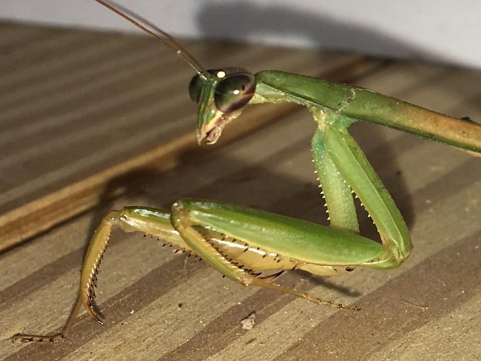 Chinese Mantis