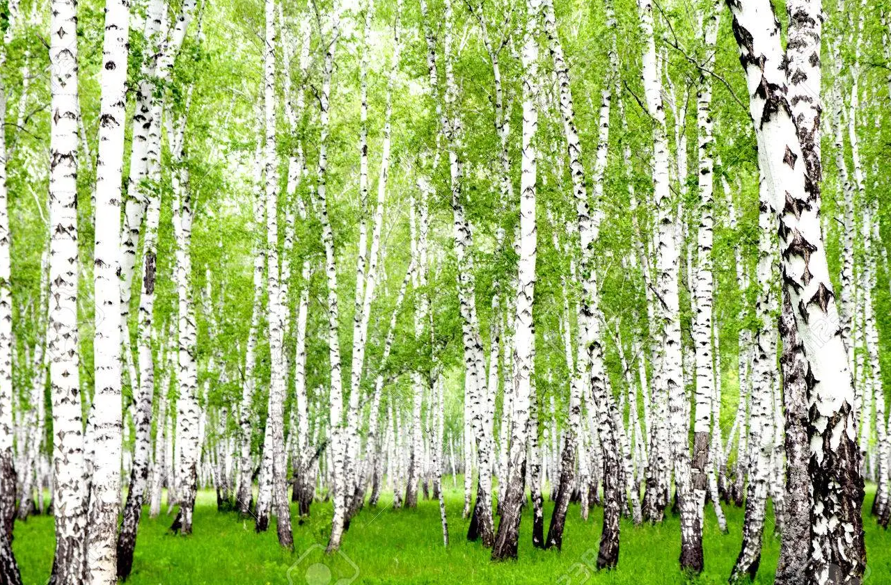 How to Get Rid of a Birch Tree
