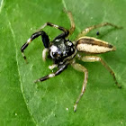 Multi-Coloured Phintella, Male