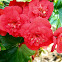 Tuberous begonia