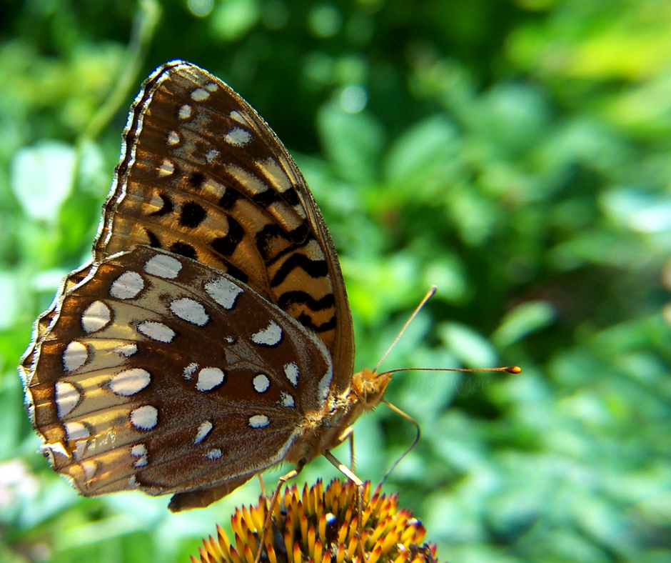 Great Spangled Fritillary