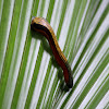 Tiger Leech