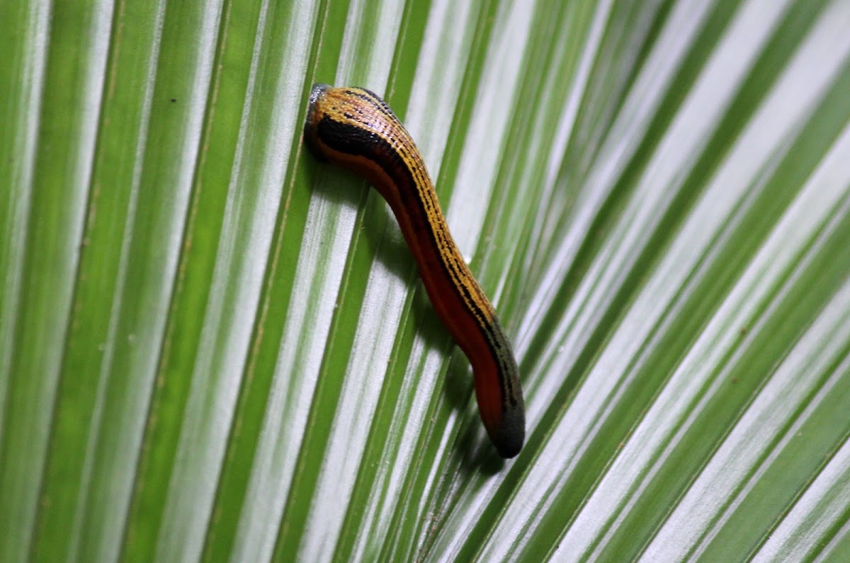 Tiger Leech