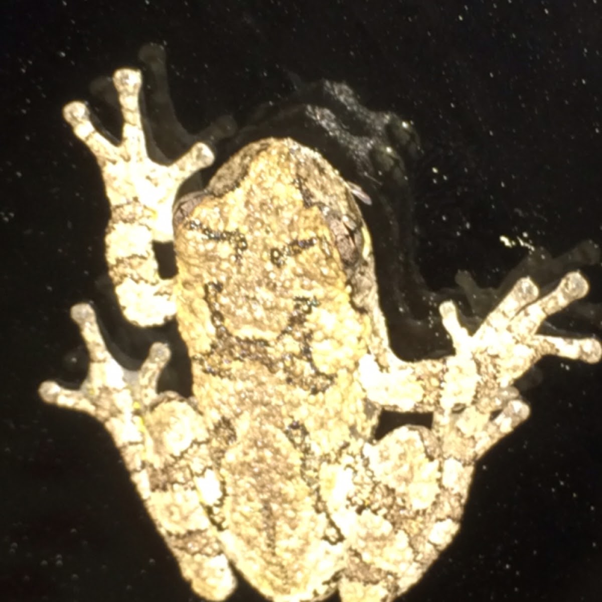 Gray Tree Frog