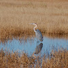 Goliath Heron