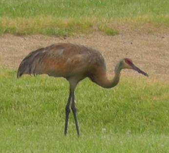 Sandhill Crane