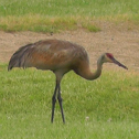 Sandhill Crane