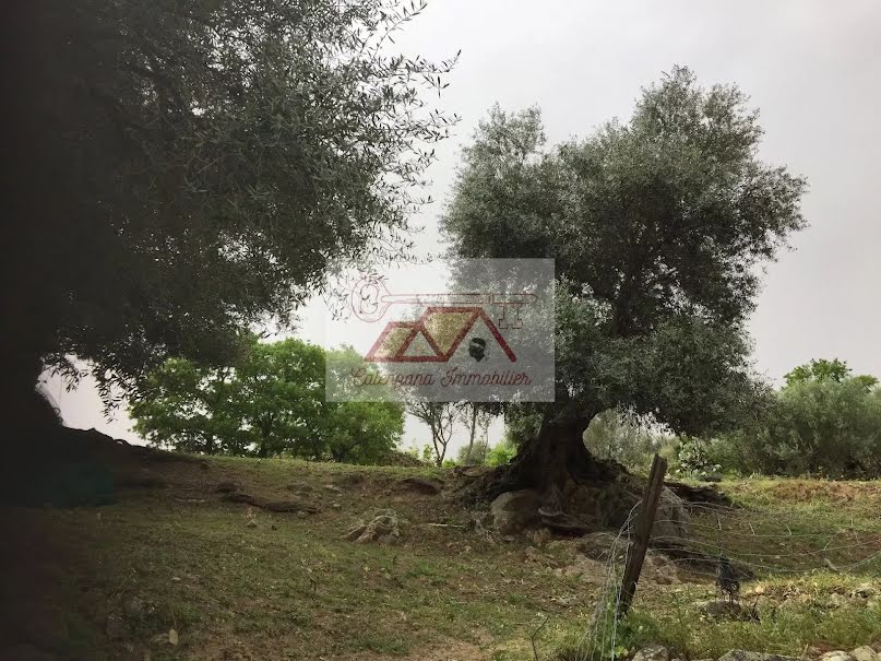 Vente terrain à batir  3450 m² à Montegrosso (20214), 347 000 €